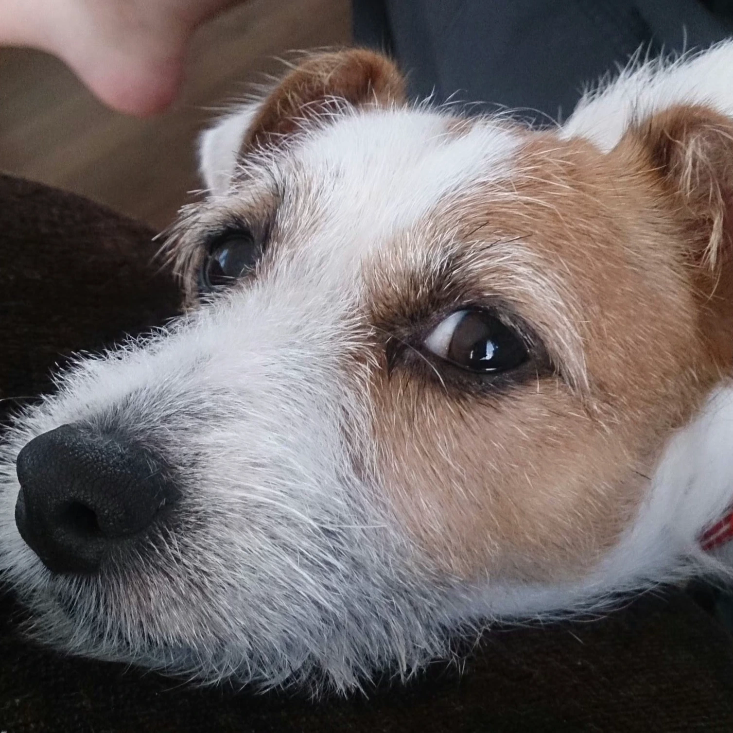 生命保険信託をもっと皆さんに知ってもらいたい犬好きオジサン